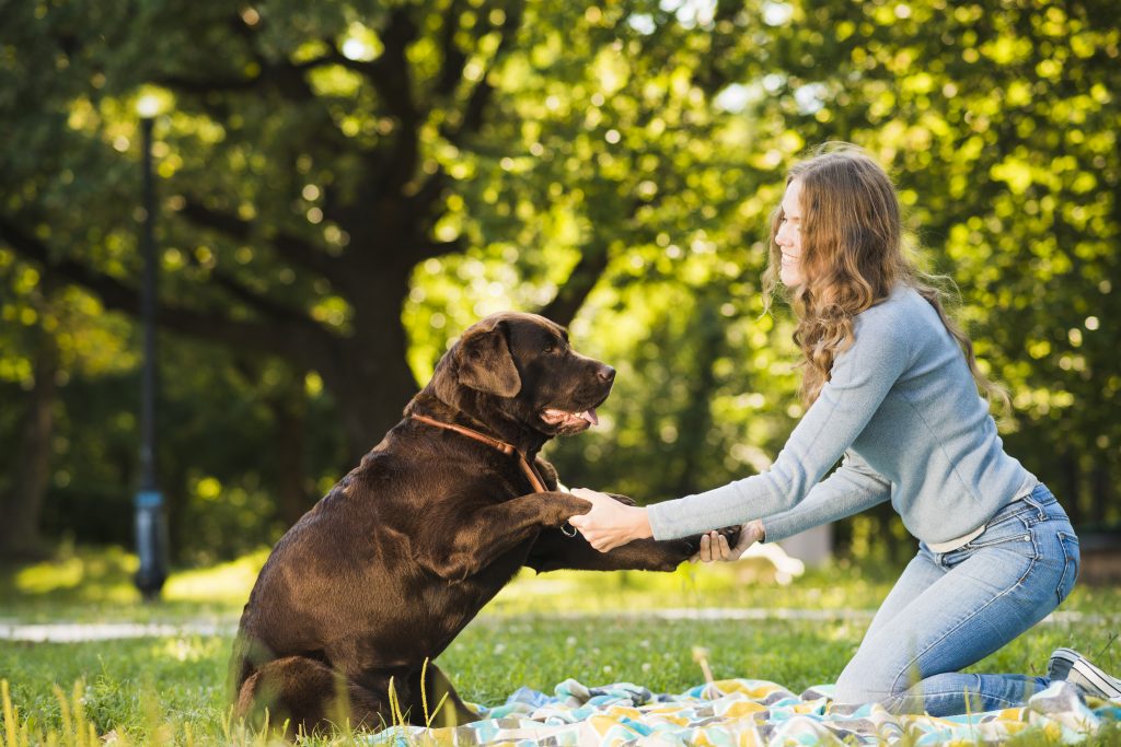 تدريب الكلاب
