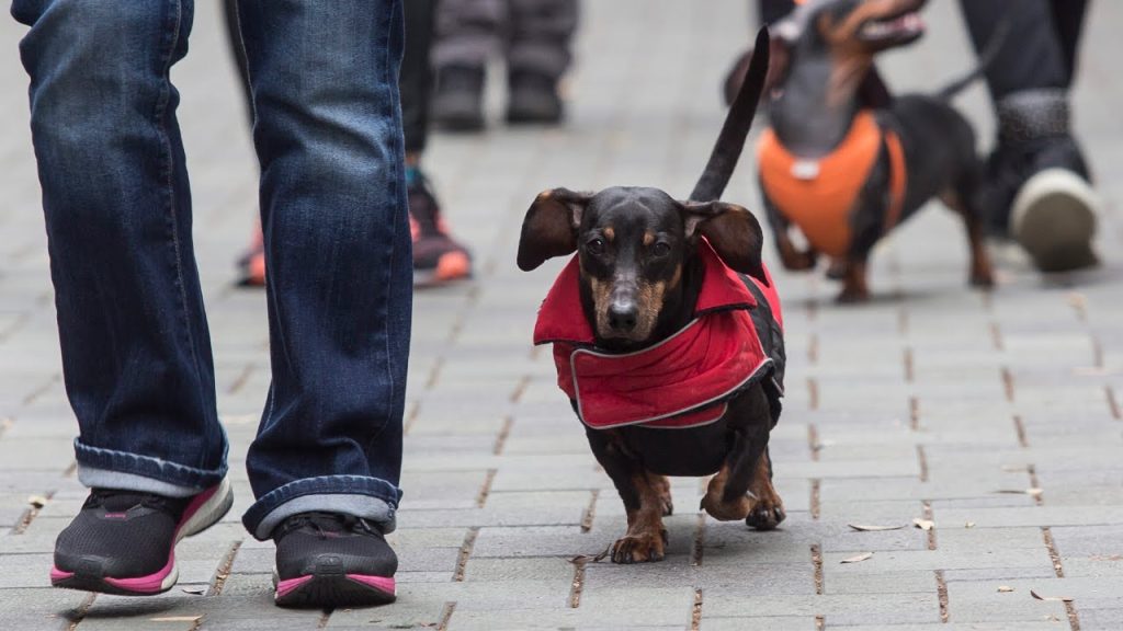 كلب الدشهند - انواع الكلاب
