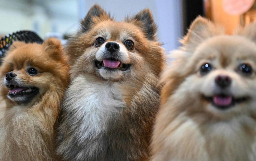 كلب بومرينيان