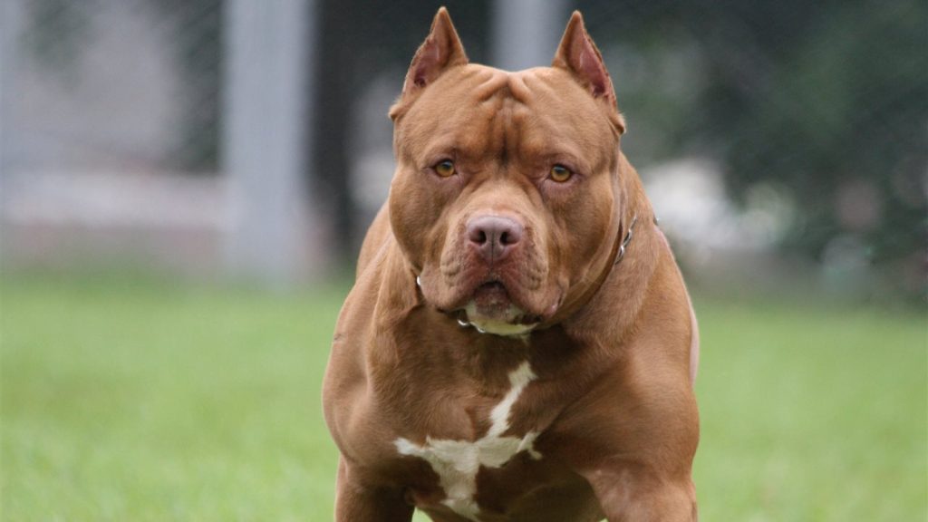 انواع الكلاب - كلب بيتبول