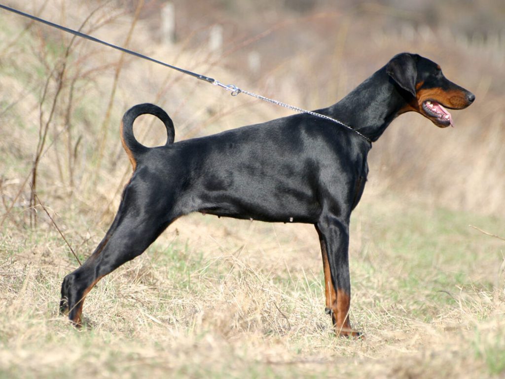 كلب دوبرمان