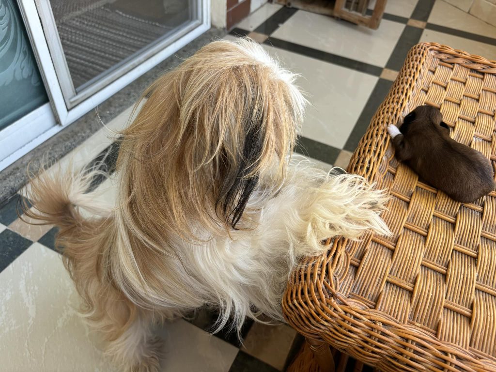 كلب شيتزو - انواع الكلاب